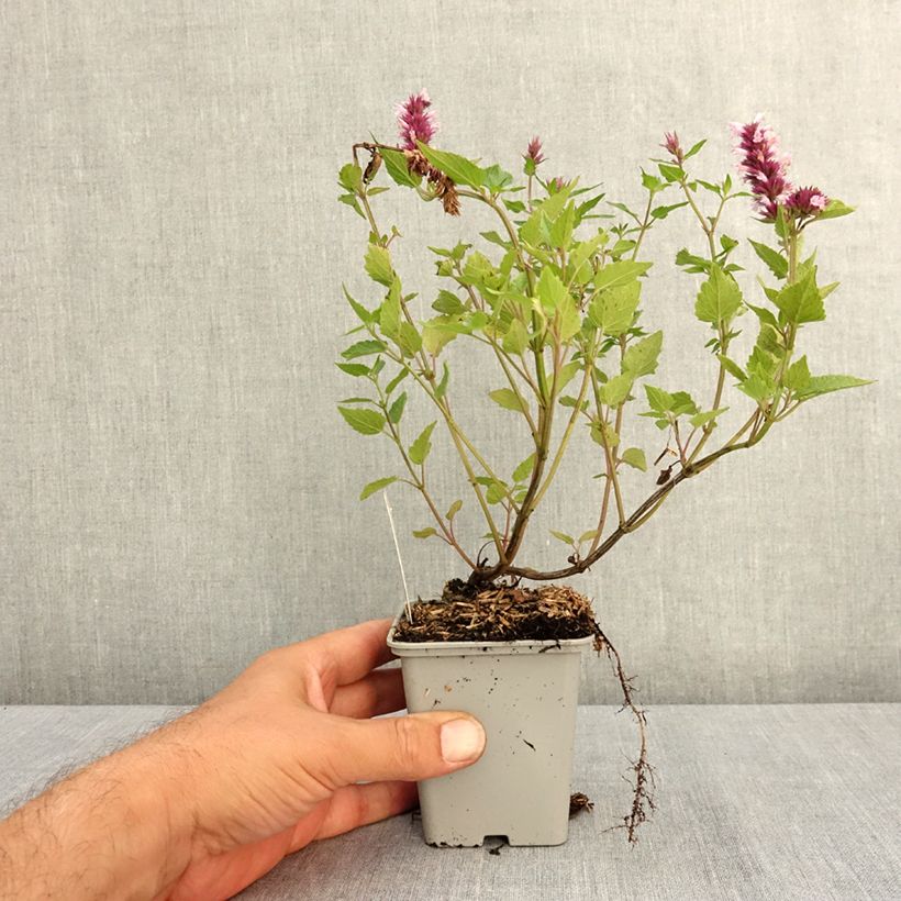 Agastache Beelicious Pink 7/8 cm pot sample as delivered in summer