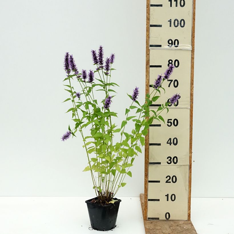 Agastache foeniculum Blackadder 2L/3L pot sample as delivered in summer