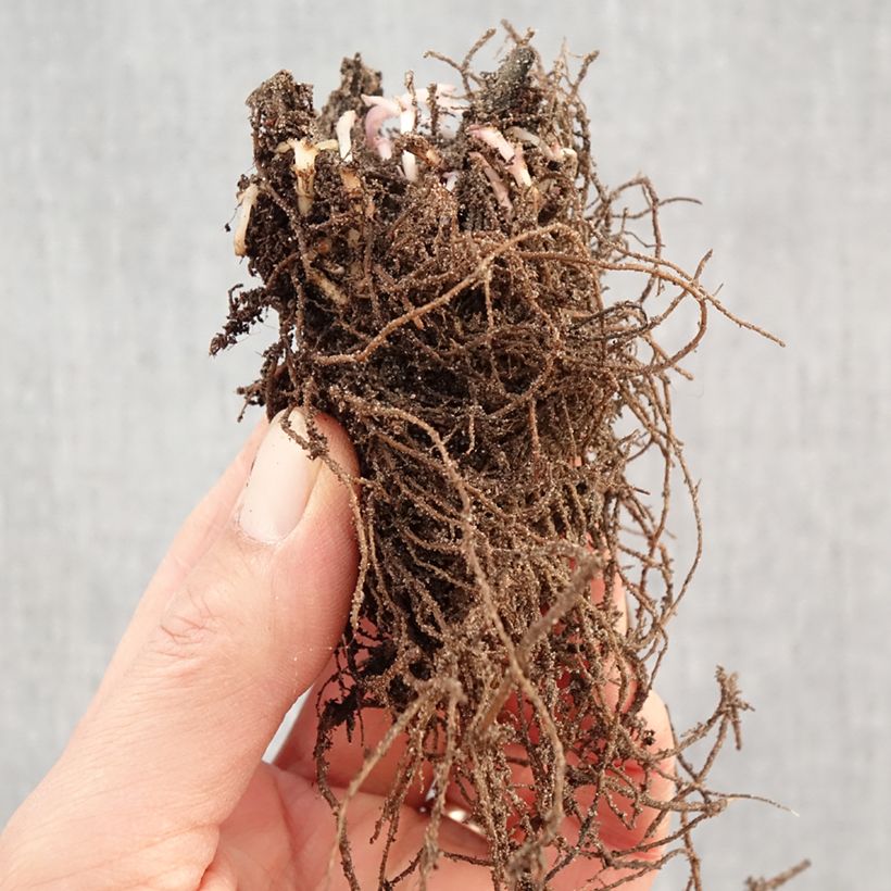 Agastache foeniculum Blackadder Bare root sample as delivered in winter