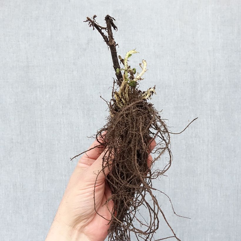 Agastache x rugosa Blue Fortune Bare root sample as delivered in winter