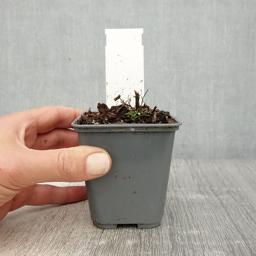 Agastache cana  8/9 cm pot sample as delivered in spring