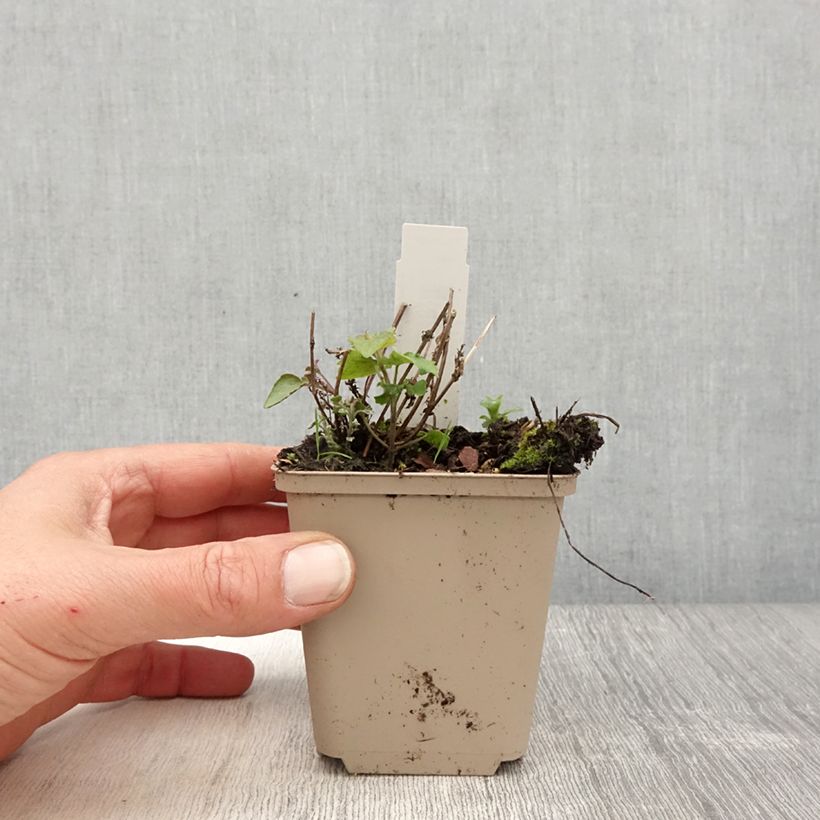 Agastache x rugosa Crazy Fortune 8/9 cm pot sample as delivered in spring