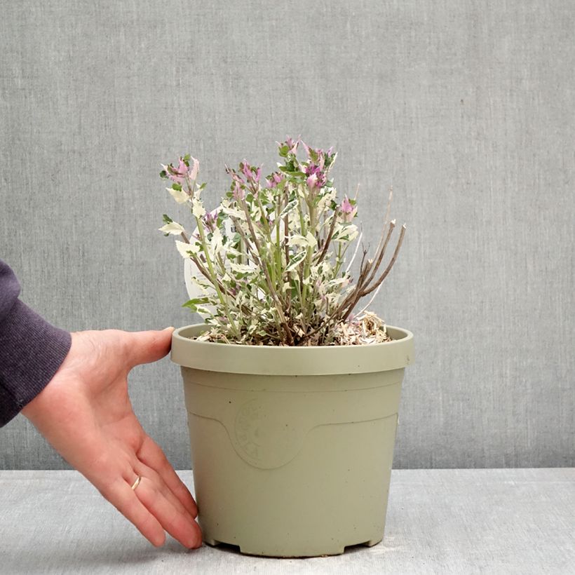 Agastache x rugosa Crazy Fortune 3L/4L pot sample as delivered in spring