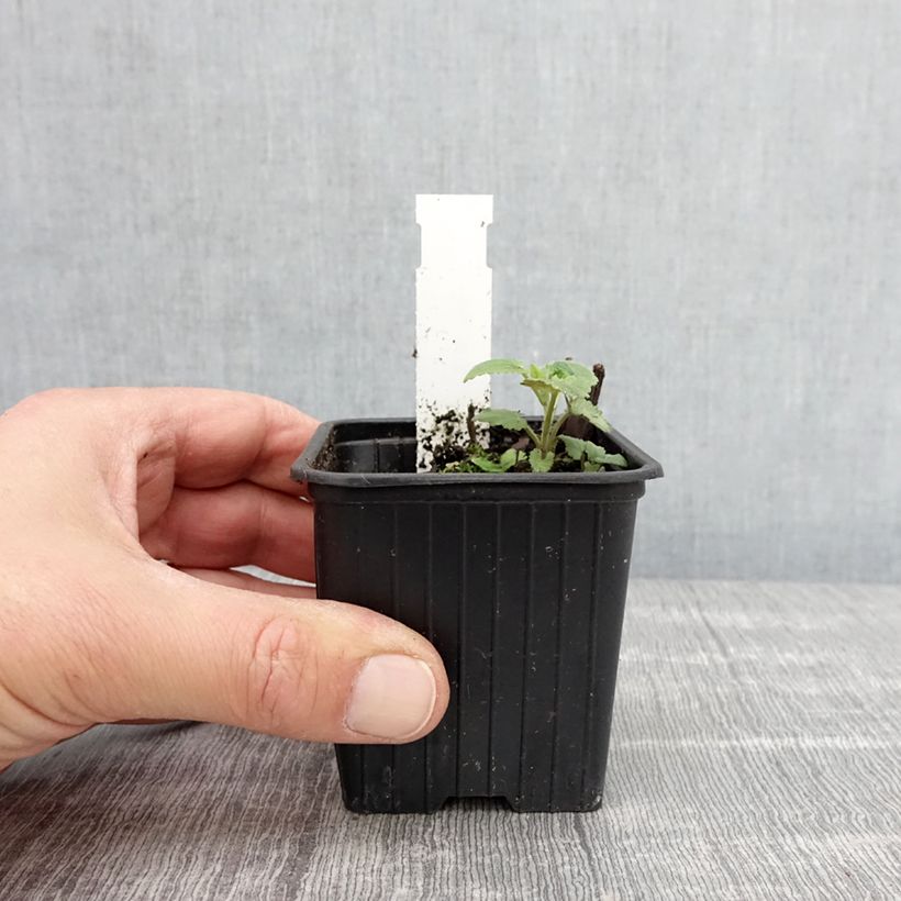 Agastache foeniculum (anisata)  8/9 cm pot sample as delivered in spring