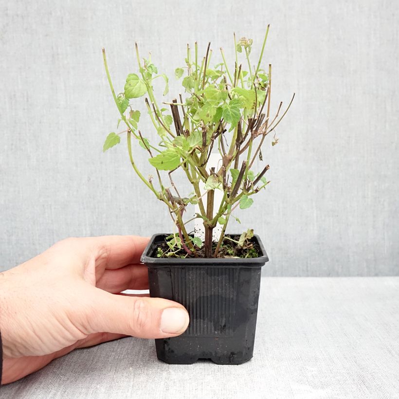 Agastache foeniculum Celestia™ - Anise hyssop 8/9 cm pot sample as delivered in autumn