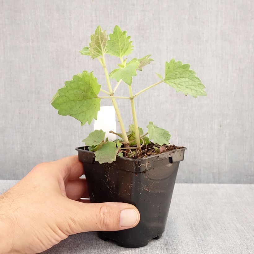 Agastache Globetrotter 8/9 cm pot sample as delivered in autumn