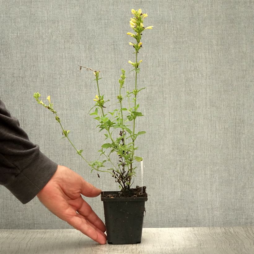 Agastache Kudos Gold 8/9 cm pot sample as delivered in summer