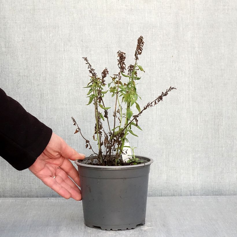 Agastache mexicana Red Fortune 2L/3L pot sample as delivered in winter
