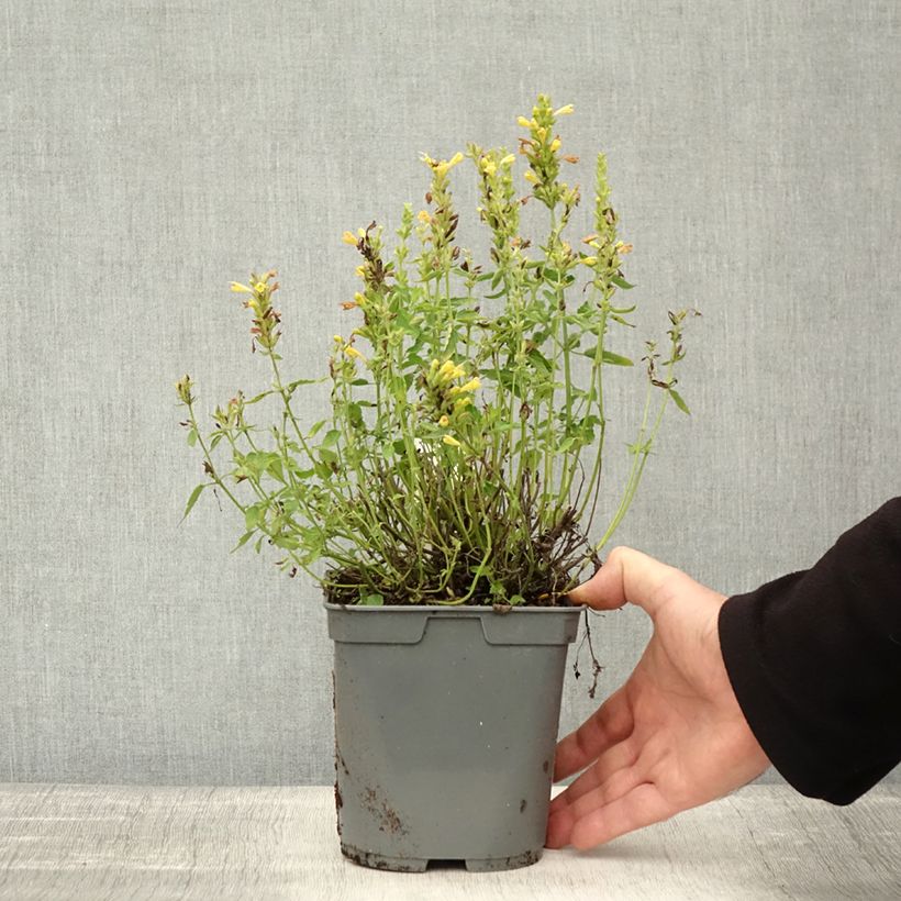 Agastache Poquito Butter Yellow 2L/3L pot sample as delivered in autumn