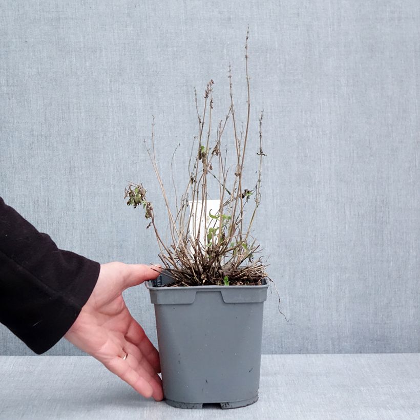 Agastache Poquito Butter Yellow 2L/3L pot sample as delivered in winter