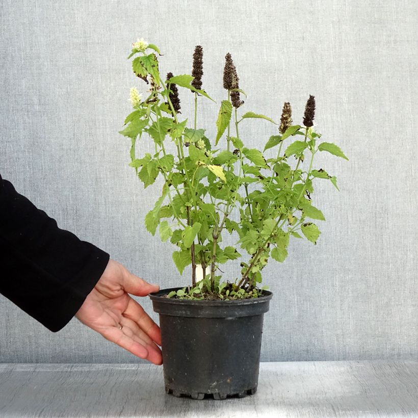 Agastache rugosa Alabaster 2L/3L pot sample as delivered in autumn