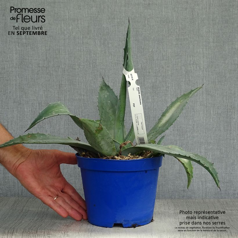 Agave americana 2L/3L pot sample as delivered in autumn