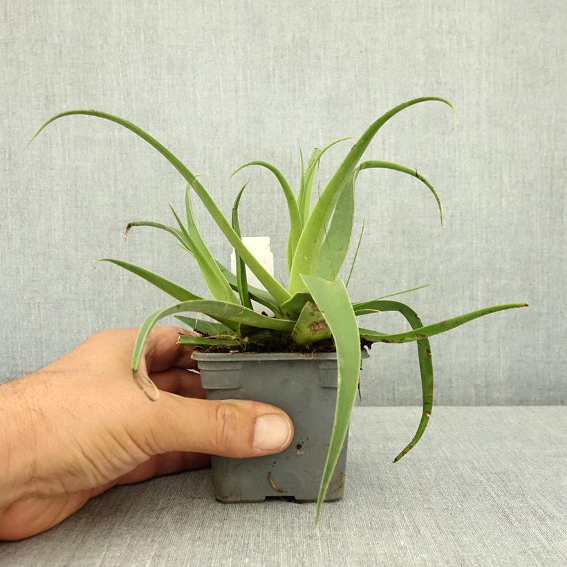 Agave bracteosa 8/9 cm pot sample as delivered in summer
