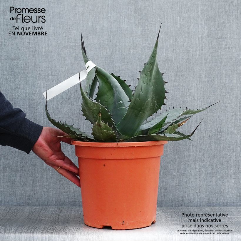 Agave havardiana 7.5L/10L pot sample as delivered in autumn
