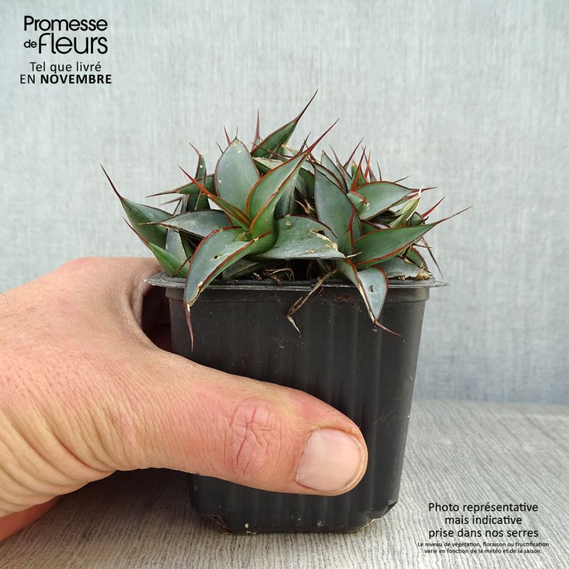Agave impressa Impressive 8/9 cm pot sample as delivered in autumn