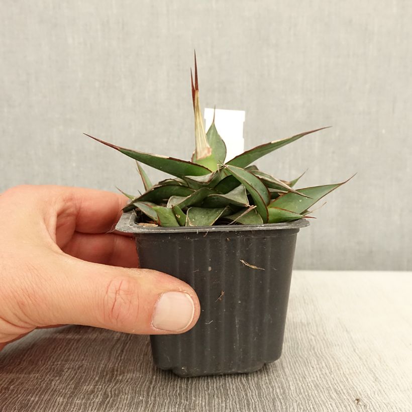 Agave impressa Impressive 8/9 cm pot sample as delivered in spring