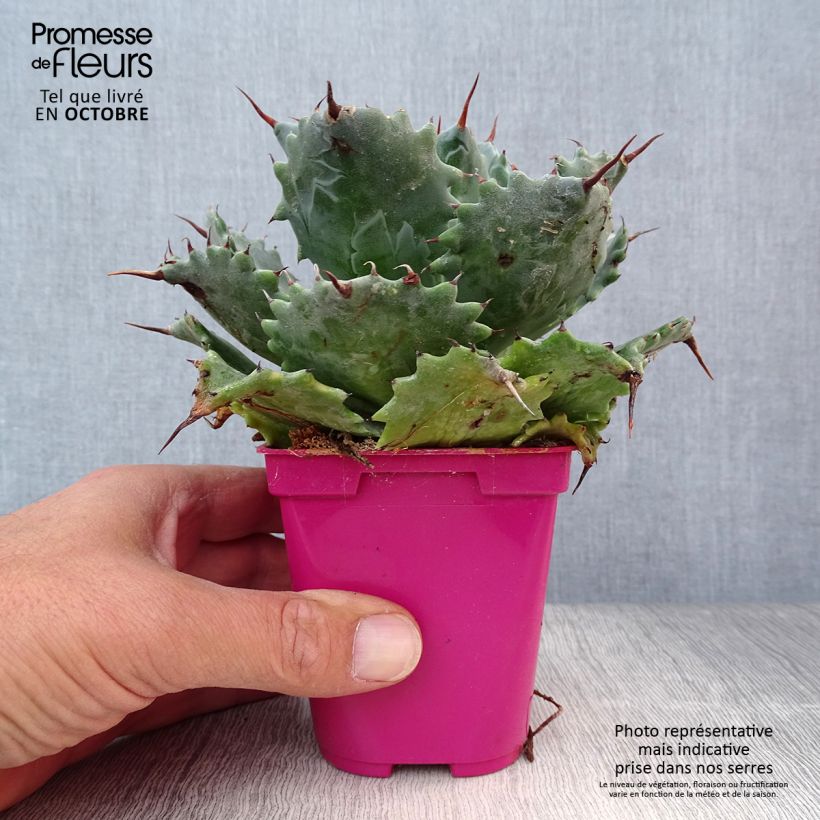 Agave isthmensis 10cm/11cm pot sample as delivered in autumn