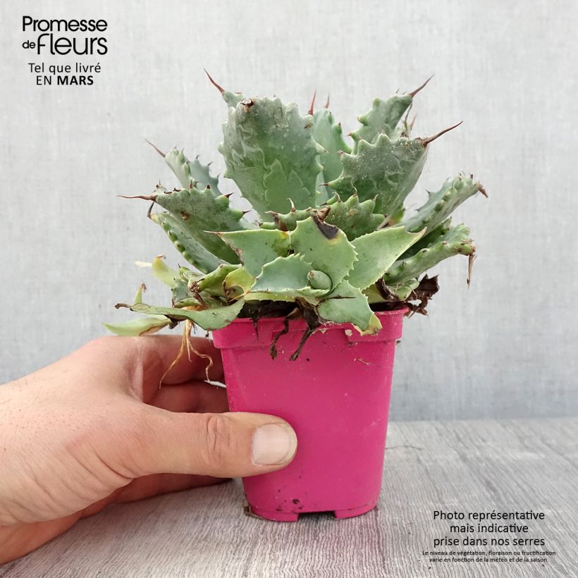 Agave isthmensis 10cm/11cm pot sample as delivered in spring