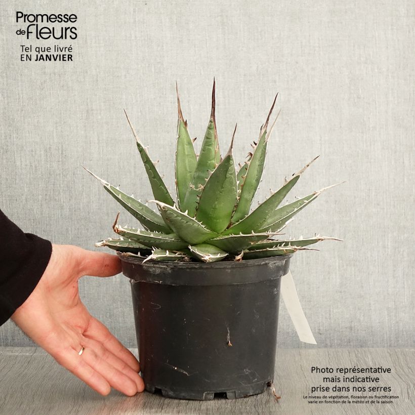 Agave kerchovei 3L/4L pot sample as delivered in winter