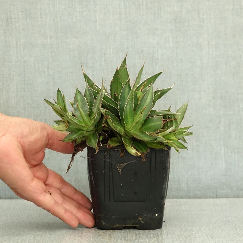 Agave lophantha 12cm pot sample as delivered in summer