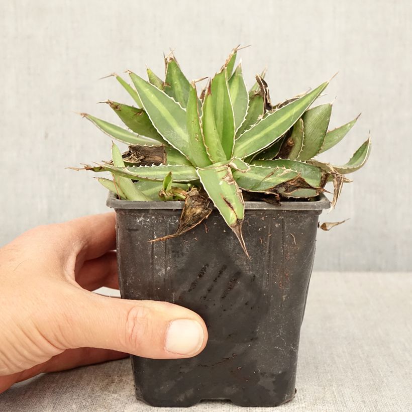 Agave lophantha 12cm pot sample as delivered in spring