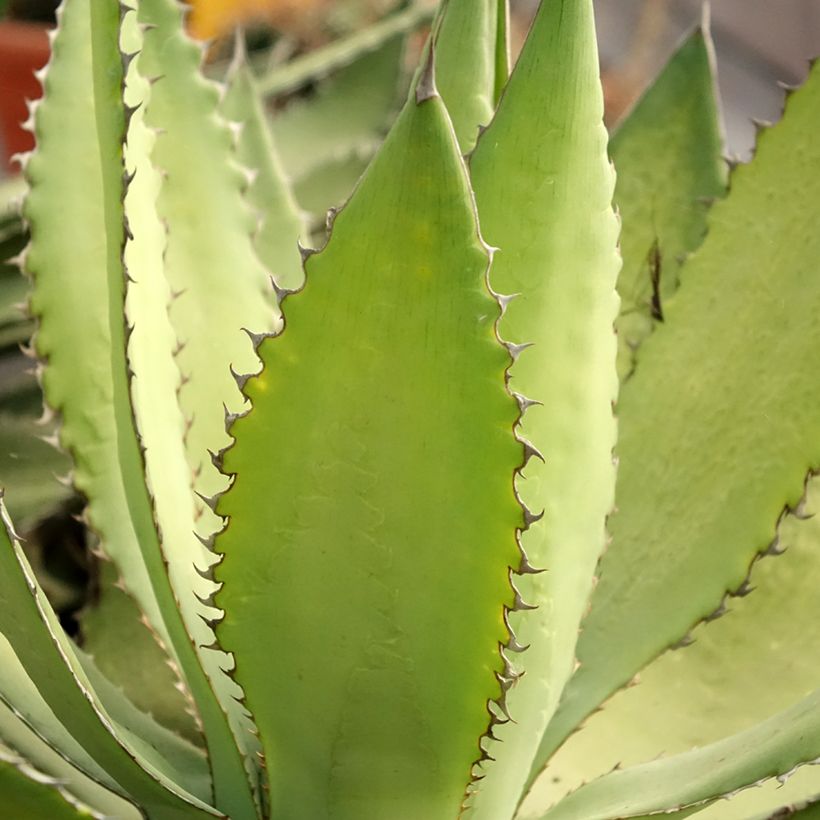 Agave lophantha f. latifolia Ensifera (Foliage)
