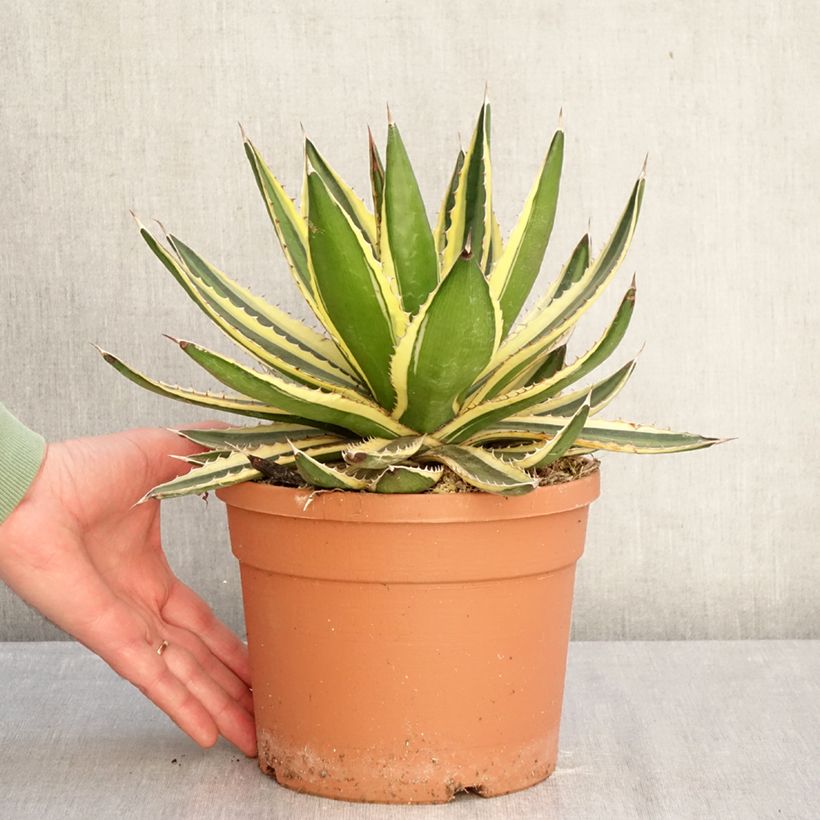 Agave lophantha Quadricolor 3L/4L pot sample as delivered in winter