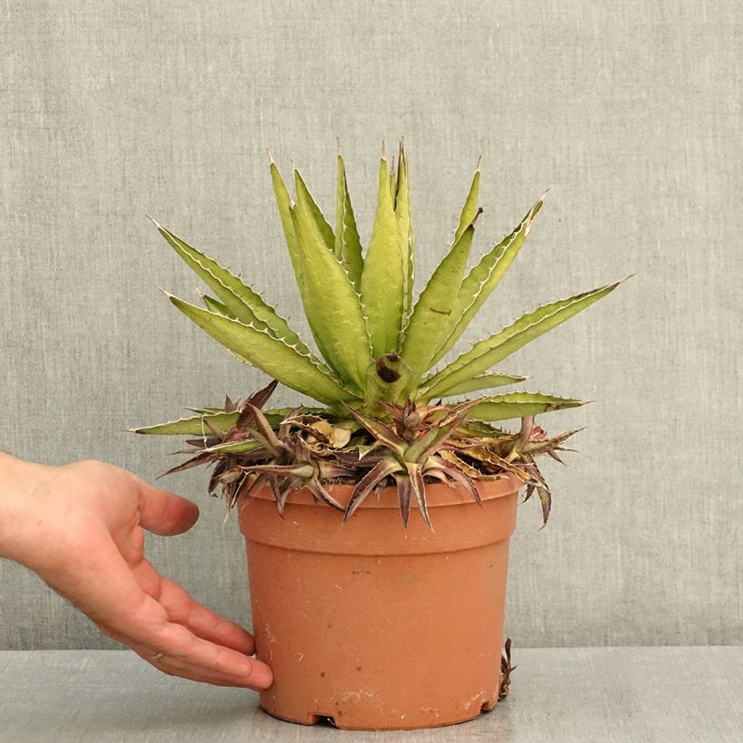 Agave lophantha Splendida 3L/4L pot sample as delivered in summer