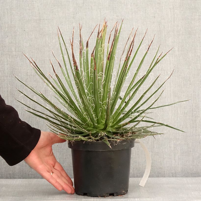 Agave multifilifera  3L/4L pot sample as delivered in winter