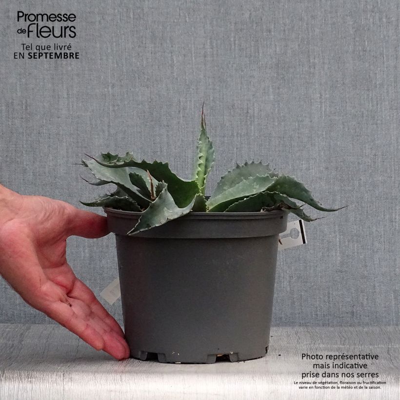Agave ovatifolia 3L/4L pot sample as delivered in autumn