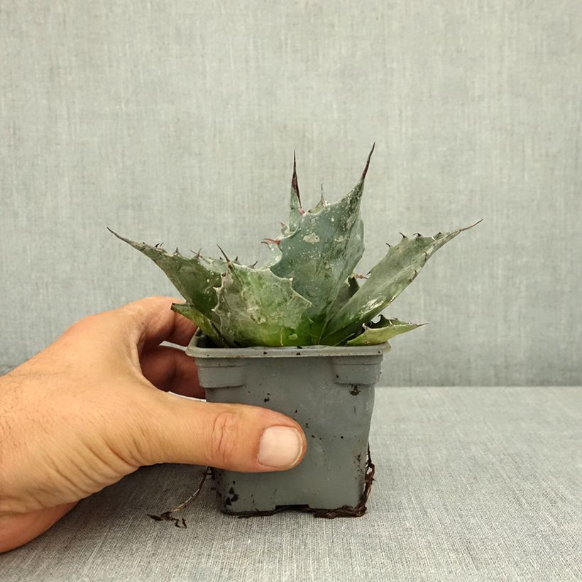 Agave parrasana 8/9 cm pot sample as delivered in summer