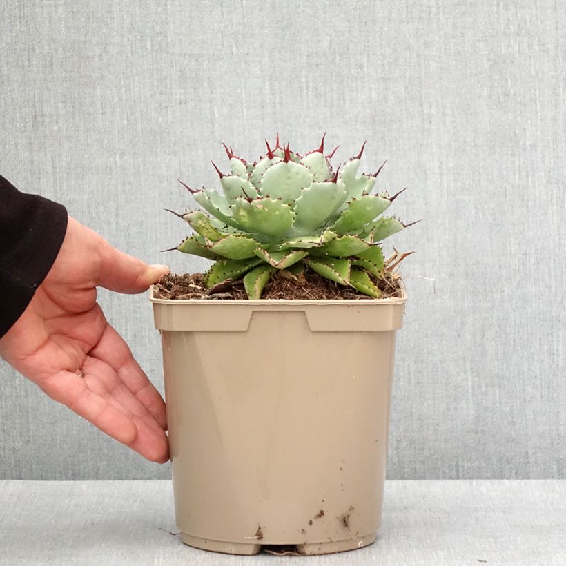 Agave potatorum Kichiokan - Verschaffelt Agave 3L/4L pot sample as delivered in winter