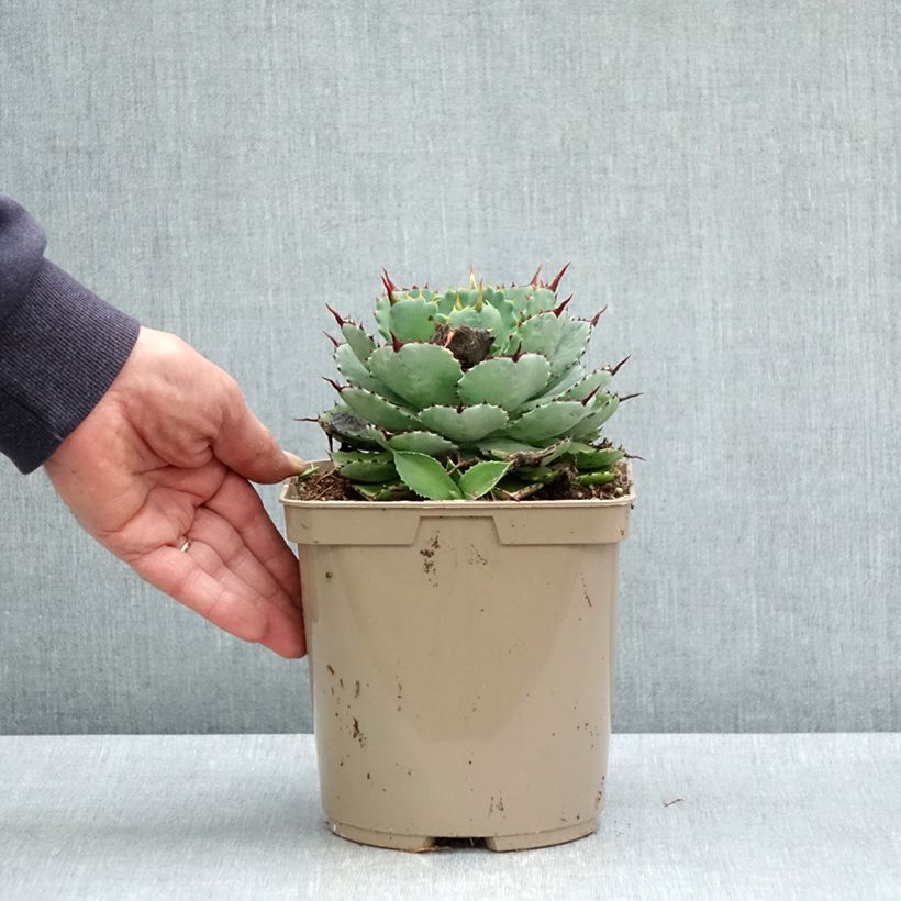 Agave potatorum Kichiokan - Verschaffelt Agave 3L/4L pot sample as delivered in spring