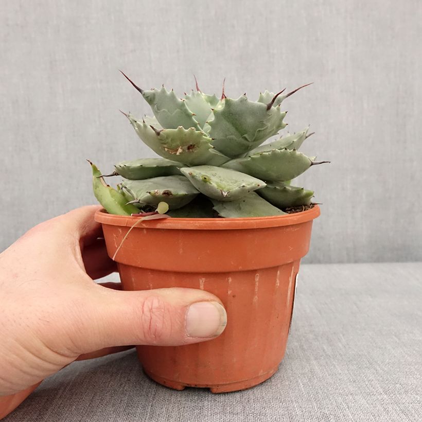 Agave potatorum var. verschaffeltii 2L/3L pot sample as delivered in winter