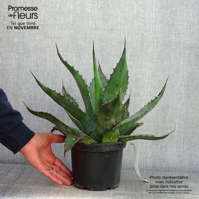 Agave salmiana 3L/4L pot sample as delivered in autumn