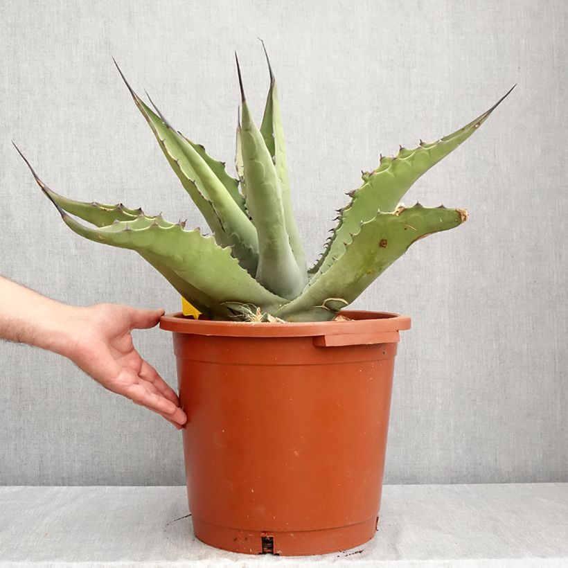 Agave salmiana subsp. crassispina 7.5L/10L pot sample as delivered in summer