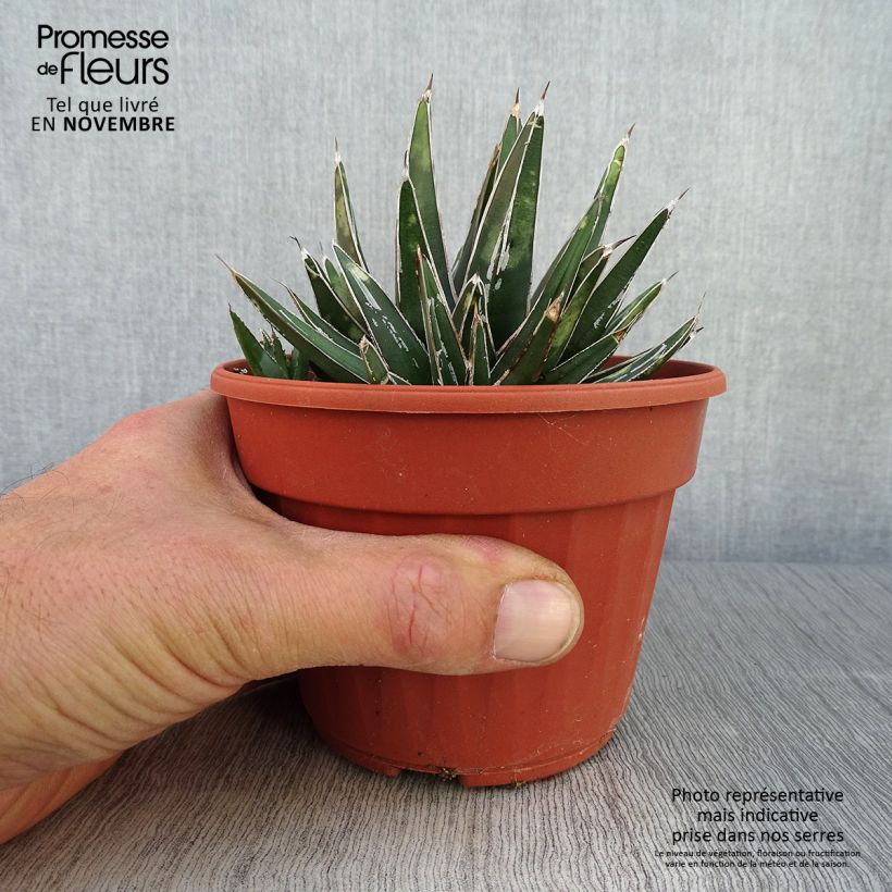 Agave victoriae reginae - Queen Victorias Agave 12cm pot sample as delivered in autumn