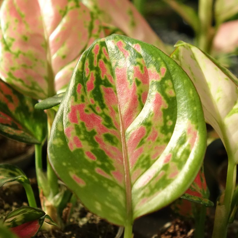 Aglaonema  'Beauty' - Aglaonème Beauty (Foliage)