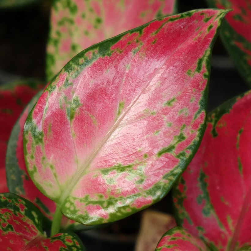 Aglaonema Red Dragon - Chinese evergreen (Foliage)