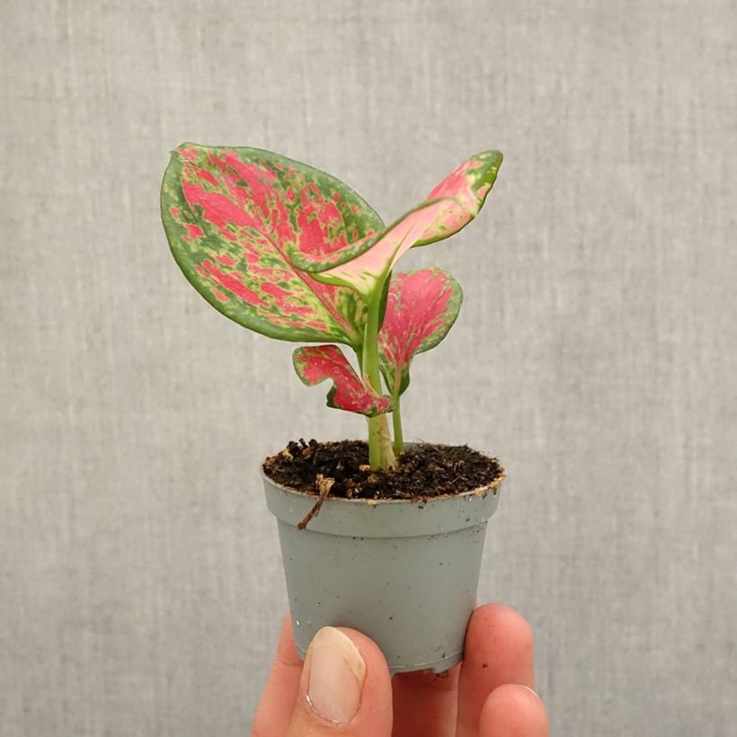 Aglaonema commutatum Red Valentine - Chinese evergreen Mini-plante sample as delivered in autumn