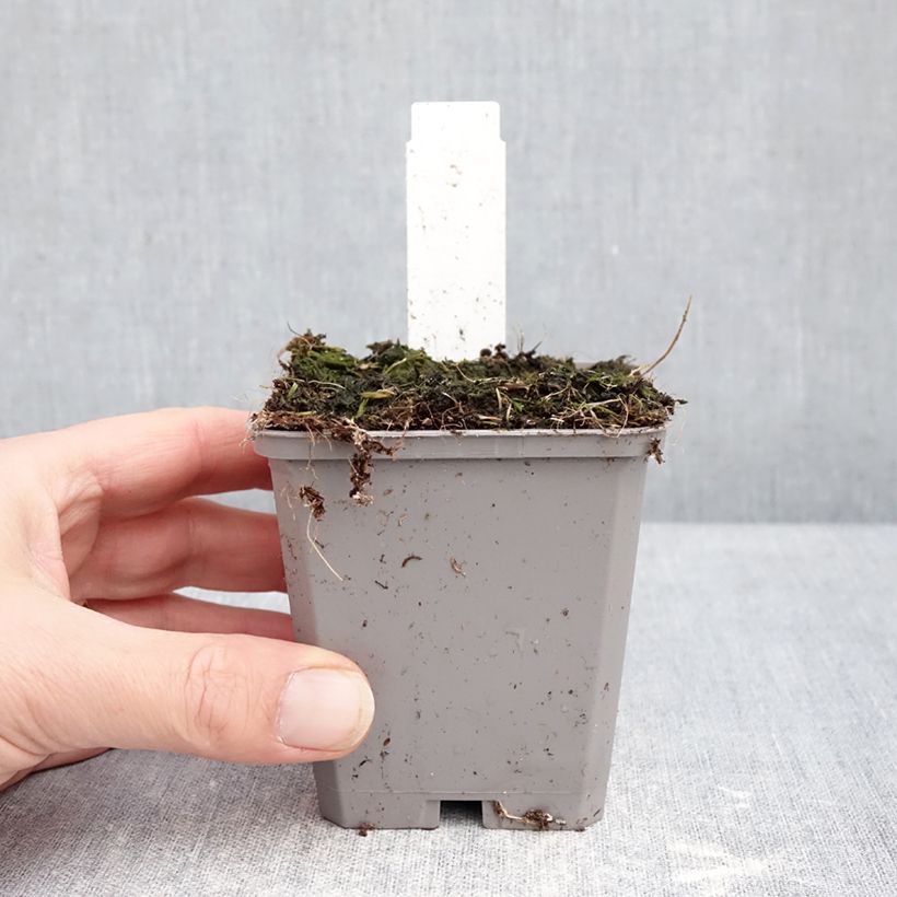 Allium aflatunense Purple Sensation 8/9 cm pot size 14+ sample as delivered in winter