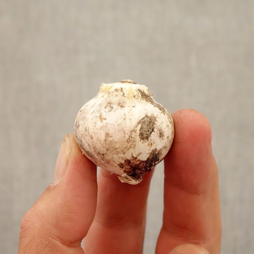 Allium atropurpureum Bulb size 8+ sample as delivered in autumn