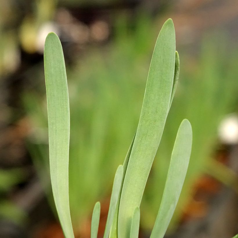 Allium Bubble Bath - Blue Siberian Onion (Foliage)