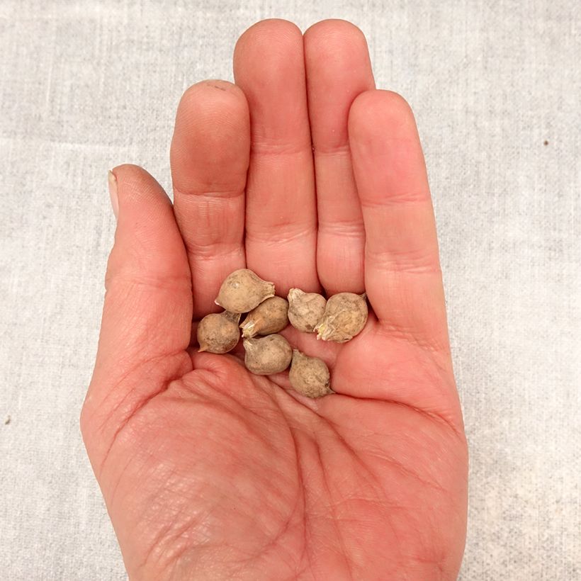 Allium caeruleum Bulb size 4+ sample as delivered in spring