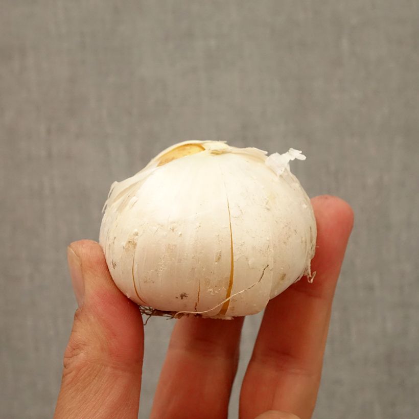Allium Gladiator Bulb size 20+ sample as delivered in autumn