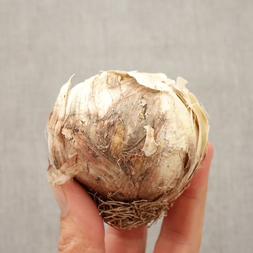 Allium Globemaster Bulb sample as delivered in autumn