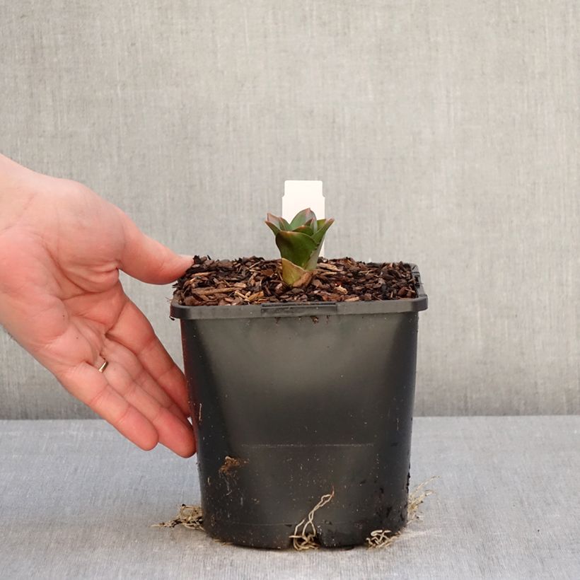 Allium Globemaster 2L/3L pot sample as delivered in winter