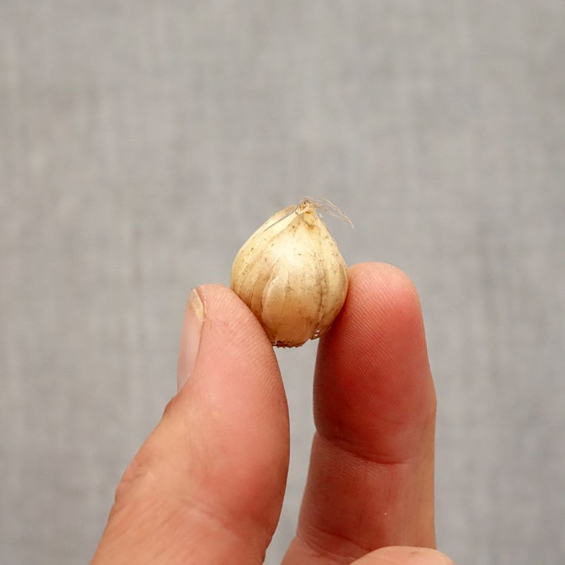 Allium vineale Hair Bulb size 5+ sample as delivered in autumn