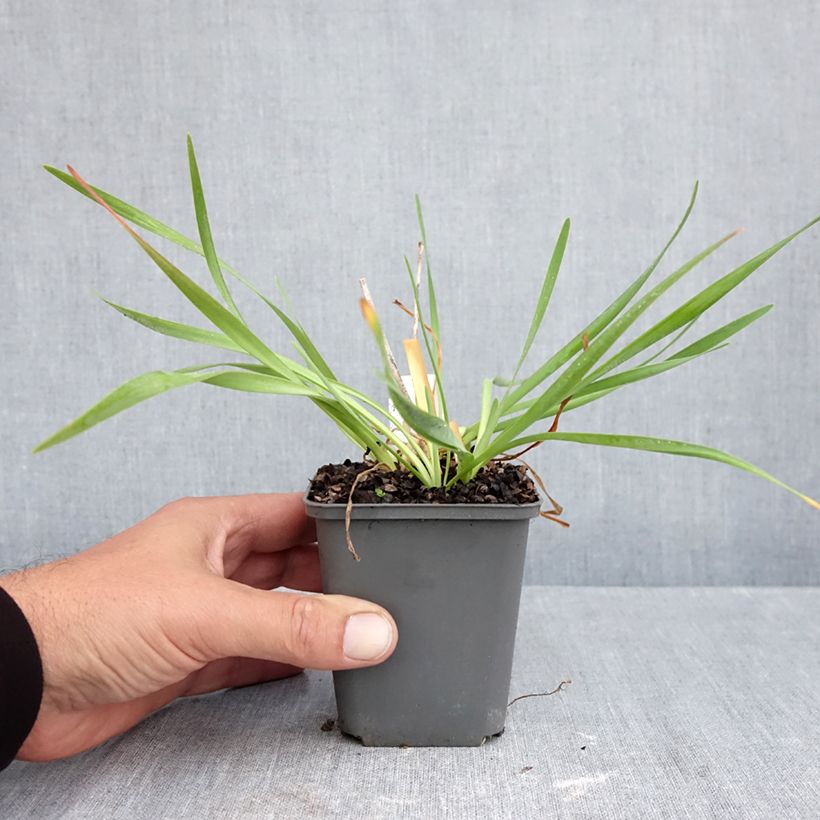 Allium Lavender Bubbles 8/9 cm pot sample as delivered in autumn