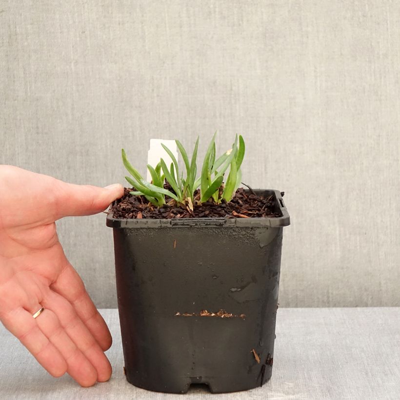 Allium Lavender Bubbles 2L/3L pot sample as delivered in winter